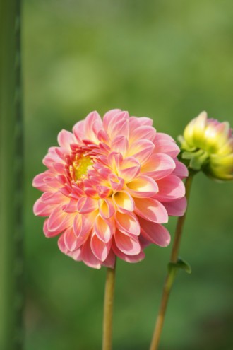 ダリア 花 ピンク 黄色 2 40pxの無料 フリー写真素材