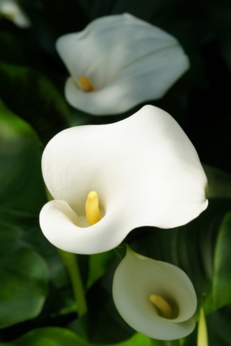 カラーの花 仏炎苞 白 明るめ 4 40pxの無料 フリー写真素材