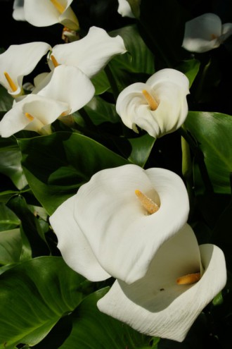 カラーの花 仏炎苞 白3 40pxの無料 フリー写真素材
