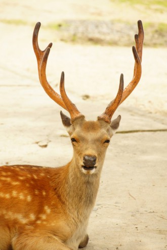 奈良の鹿 正面2 40pxの無料 フリー写真素材