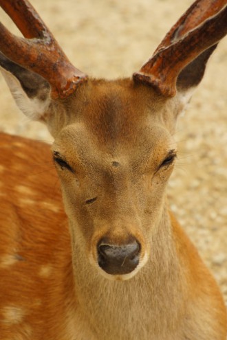 奈良の鹿 正面5 40pxの無料 フリー写真素材