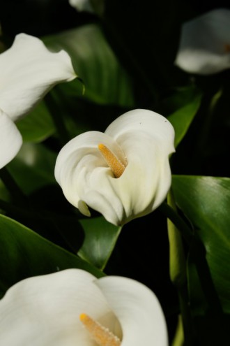 カラーの花 仏炎苞 白1 40pxの無料 フリー写真素材