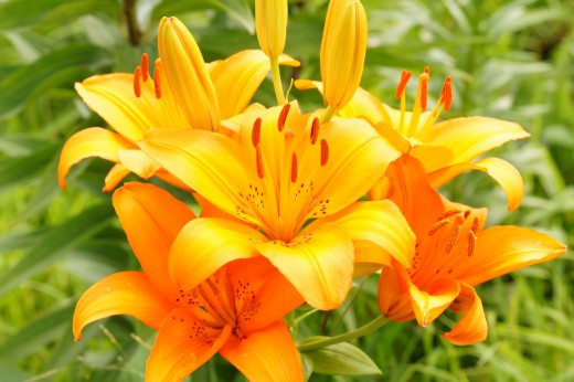 ユリ 花とつぼみ オレンジ1 4200pxの無料 フリー写真素材