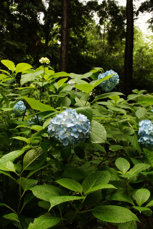 アジサイの花・青・薄紫16