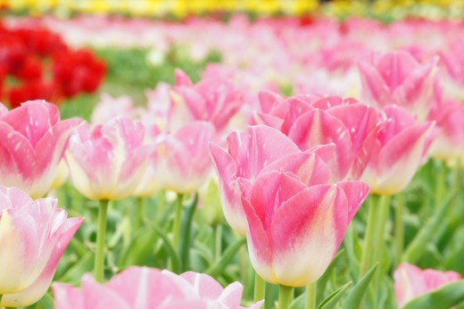 チューリップ ピンク の花畑1 40pxの無料 フリー写真素材