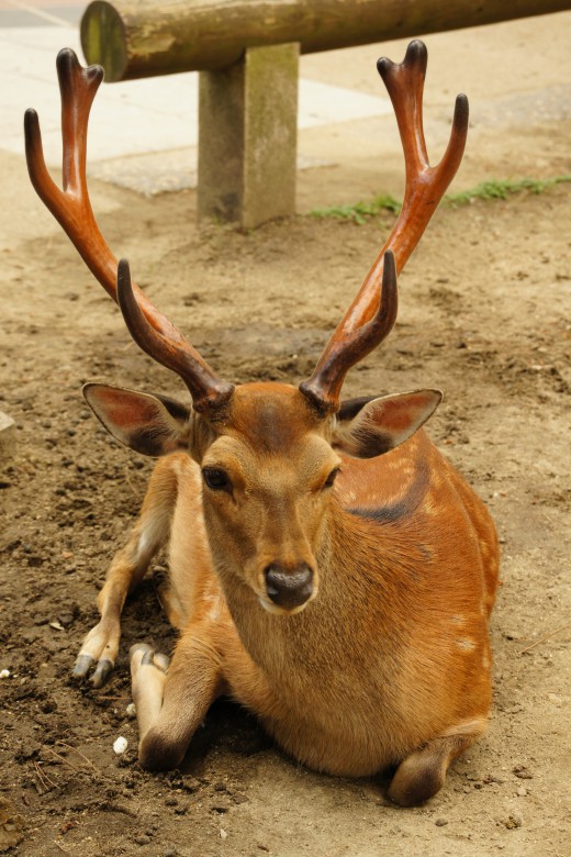 奈良の鹿画像 奈良の鹿 正面6 フリー写真素材