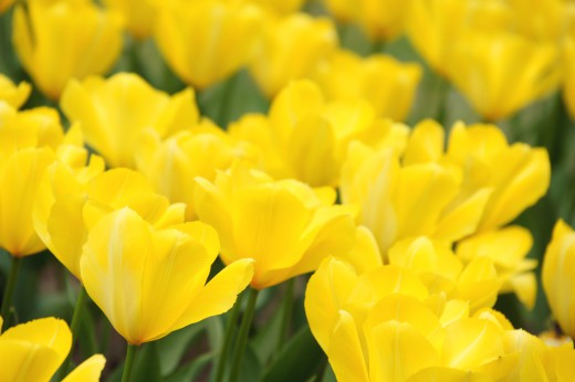 チューリップ 黄色 の花畑2 40pxの無料 フリー写真素材