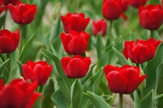 チューリップ 赤 の花畑6 40pxの無料 フリー写真素材