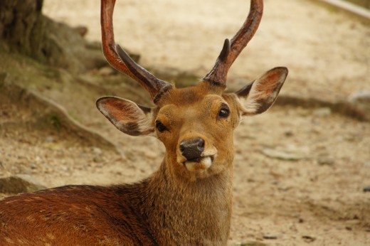 奈良の鹿 正面1 40pxの無料 フリー写真素材