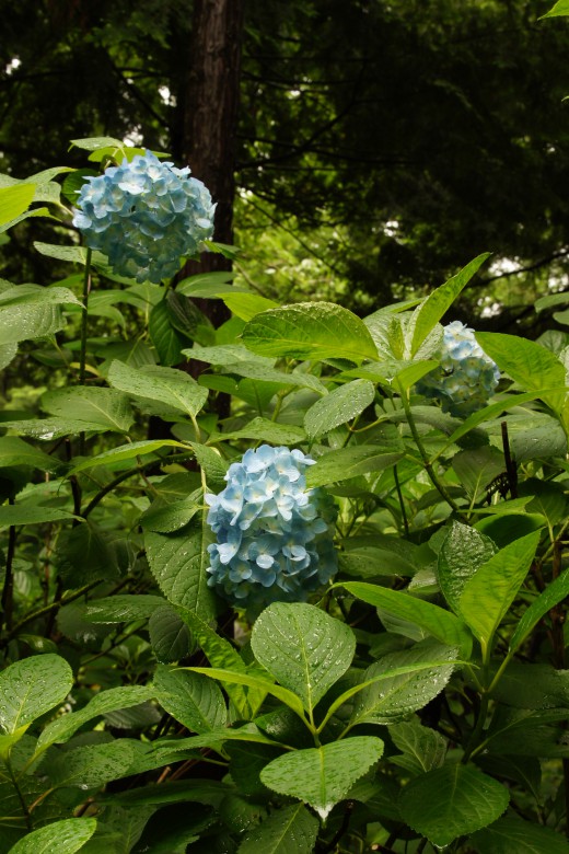 アジサイの花・青・薄紫15