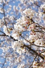 桜 写真素材