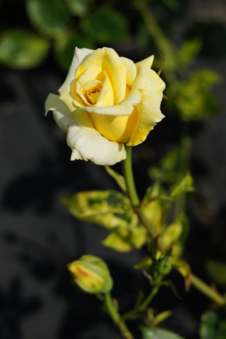 バラの花（万博公園）・黄色2