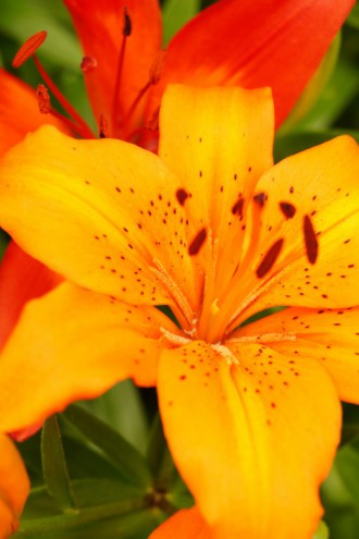 ユリの花 オレンジ1 40pxの無料 フリー写真素材