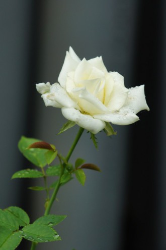 水滴のついたバラ 花・白