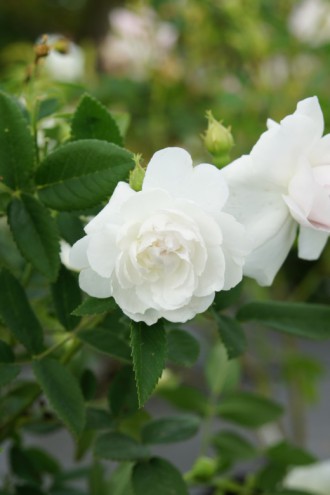 バラの花・白3