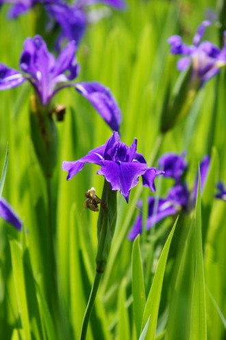 カキツバタの花・複数・紫1