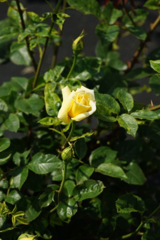 バラの花（万博公園）・黄色8