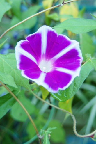 アサガオ 花・白と紫