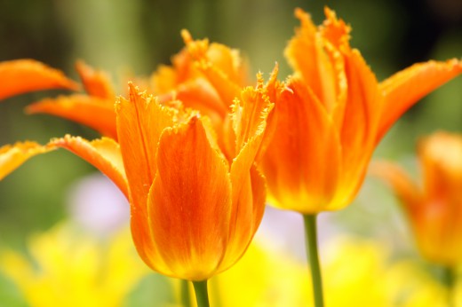 チューリップの花 オレンジ2 40pxの無料 フリー写真素材