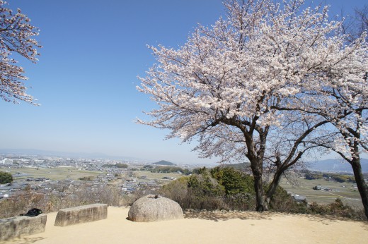 明日香村・甘樫丘展望台の桜