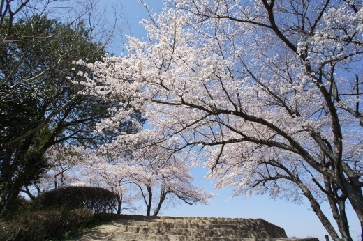 明日香村・甘樫丘展望台の桜