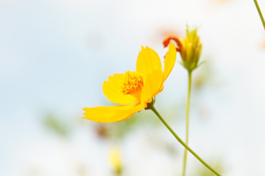 黄花コスモス 花 オレンジ 40pxの無料 フリー写真素材