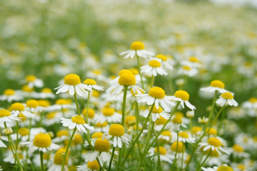 ジャーマンカモミールの花畑1 40pxの無料 フリー写真素材